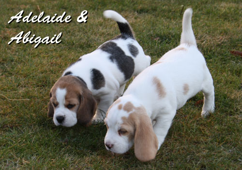 Beaglewelpen: zweifabig, dreifarbiger Welpe